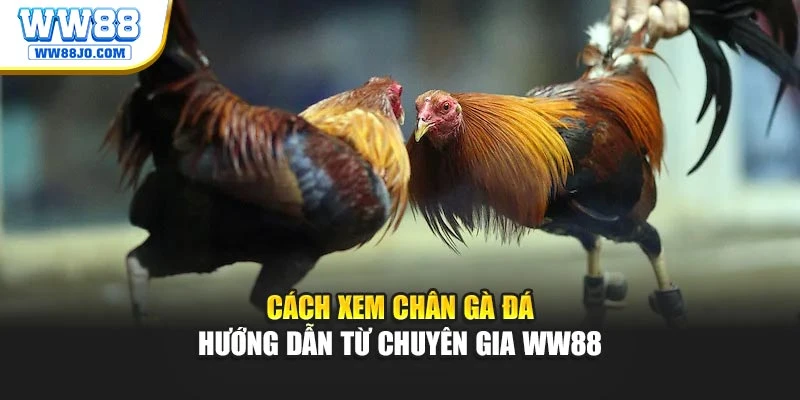 Cách Xem Chân Gà Đá – Hướng Dẫn Từ Chuyên Gia WW88