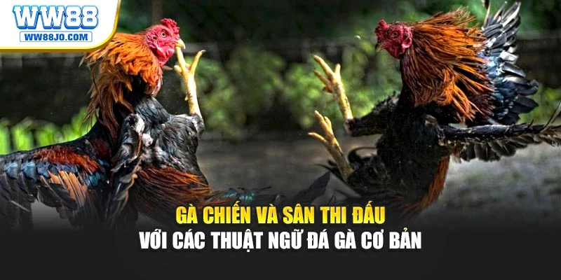 Gà chiến và sân thi đấu với các thuật ngữ đá gà cơ bản