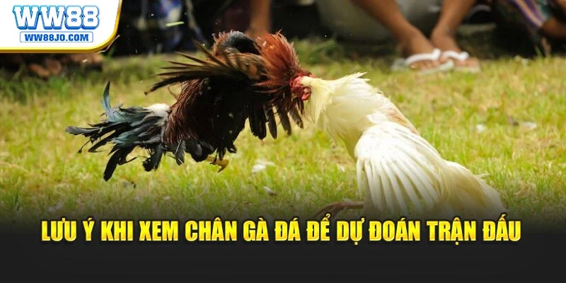 Lưu ý khi xem chân gà đá để dự đoán trận đấu