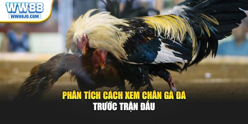 Phân tích cách xem chân gà đá trước trận đấu