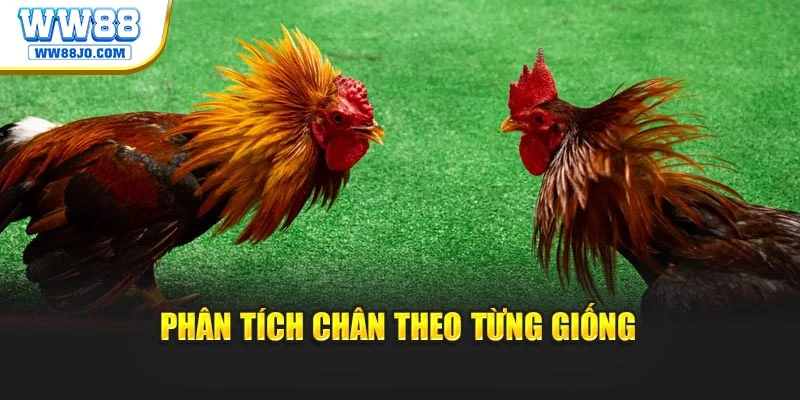 Phân tích chân theo từng giống