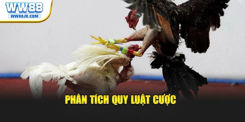 Phân tích quy luật cược