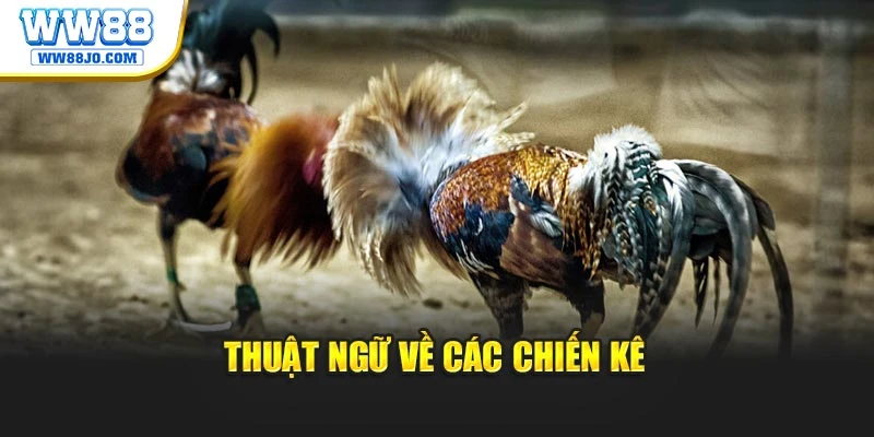 Thuật ngữ về các chiến kê