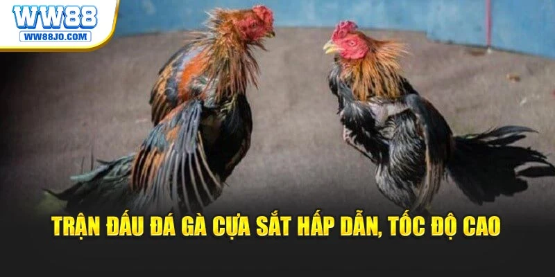 Trận đấu đá gà cựa sắt hấp dẫn, tốc độ cao