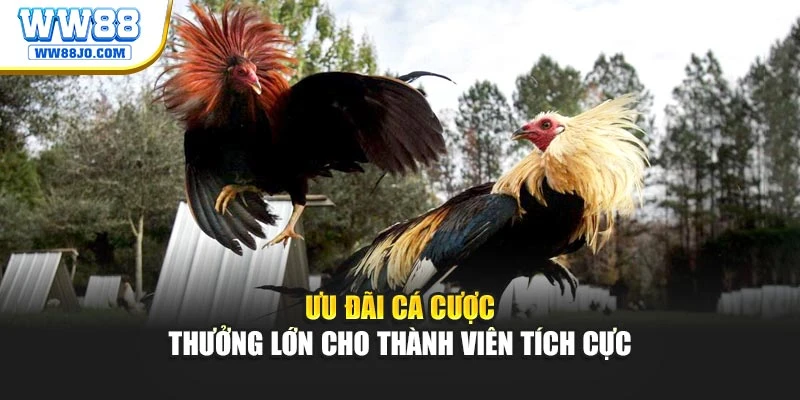 Ưu đãi cá cược – thưởng lớn cho thành viên tích cực